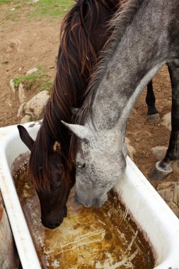 otlatma at sürüsü