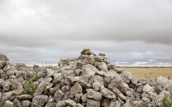 cairn kuş