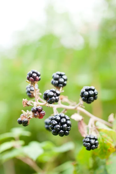 Blackberry bush — Stock Photo, Image