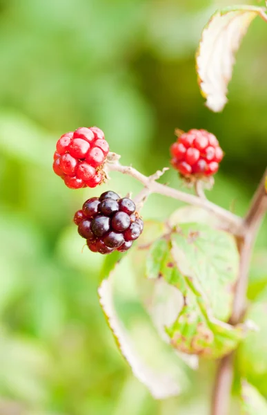 Blackberry bush — Stock Photo, Image