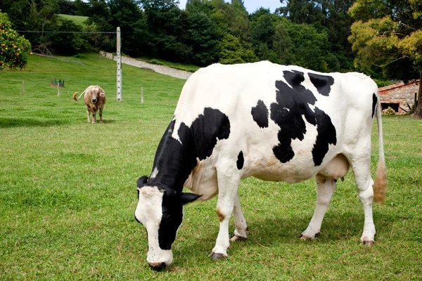 Łaciate, pasące się krowy — Zdjęcie stockowe