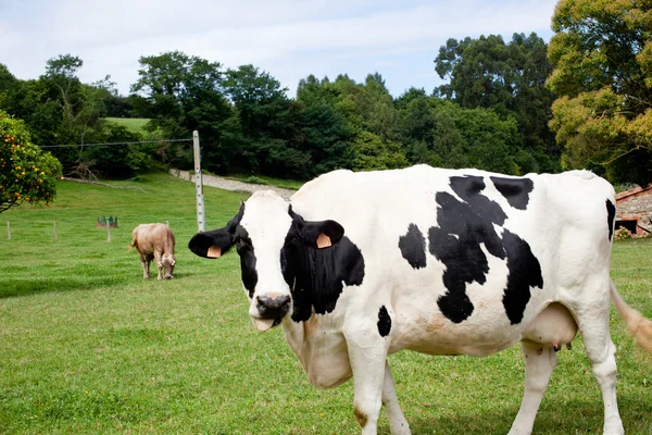Foltos tehén legelő — Stock Fotó