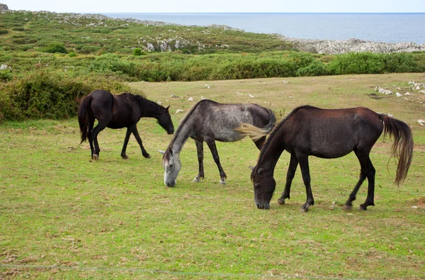 放牧の馬の群れ — ストック写真