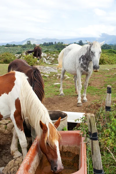 Kudde van paarden grazen — Stockfoto