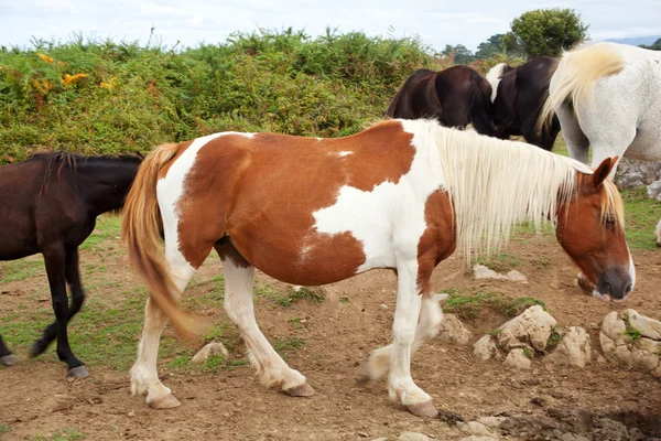 Пасутся стада лошадей — стоковое фото