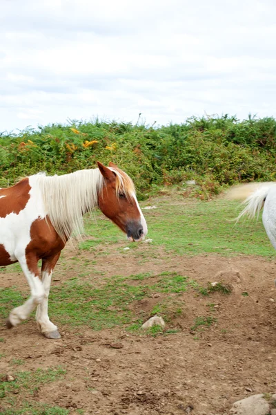 Besättning med betande hästar — Stockfoto
