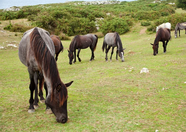 Manada de cavalos pastando — Fotografia de Stock