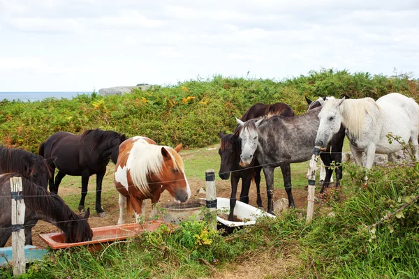 Besättning med betande hästar — Stockfoto