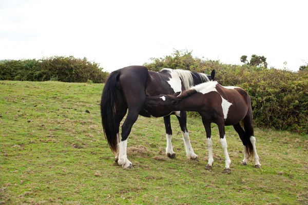 Troupeau de chevaux broutant — Photo