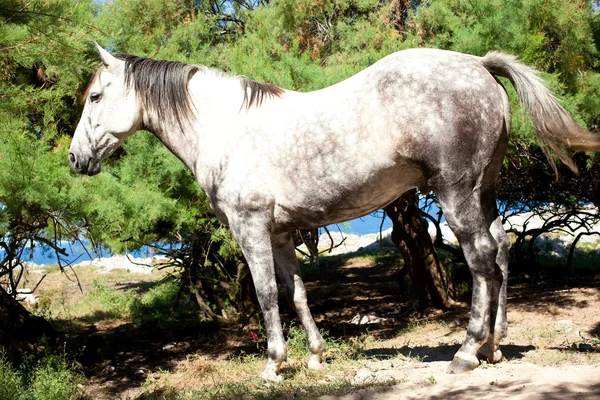 Vita hästen — Stockfoto
