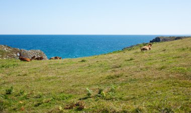 Otlayan inek sürüsü