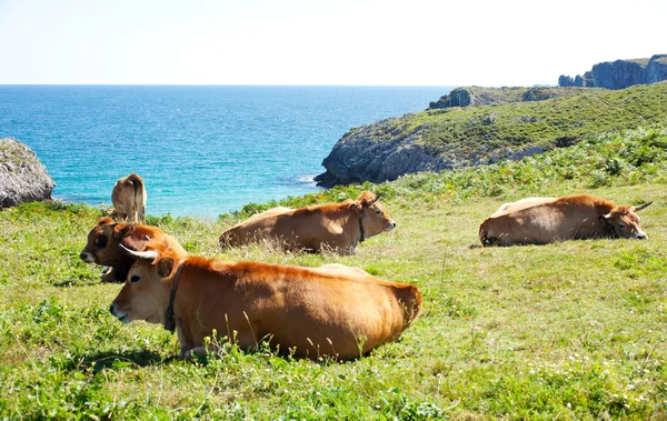 stock image Herd of cows grazing