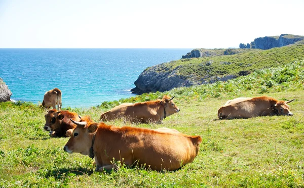Herd of cows grazing — Stock Photo, Image