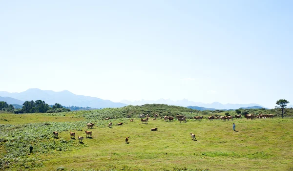 Otlayan inek sürüsü — Stok fotoğraf