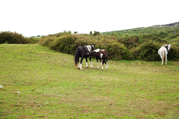 Herde von Pferden auf der Weide — Stockfoto