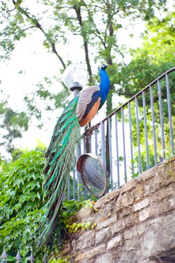 Male Indian Peafowl clipart