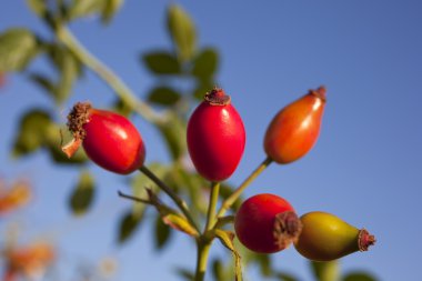 Rose HIPS