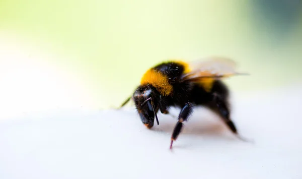 Мед бджоли — стокове фото
