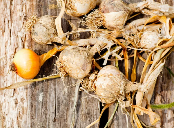Biological garlics and onions — Stock Photo, Image
