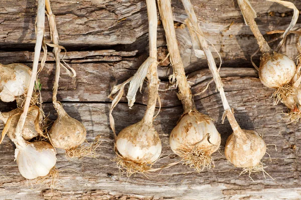Biologické garlics — Stock fotografie
