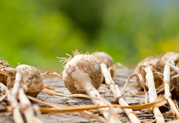 Biologische garlics — Stockfoto