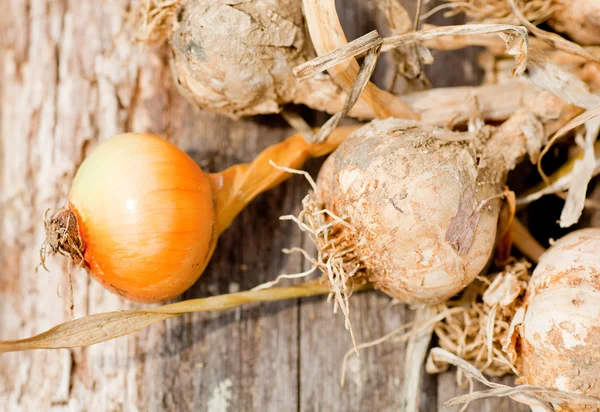 Biologische garlics en uien — Stockfoto