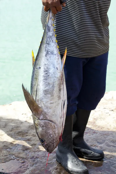 黄色いマグロ魚 — ストック写真