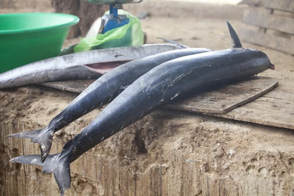ปลาทูน่า — ภาพถ่ายสต็อก