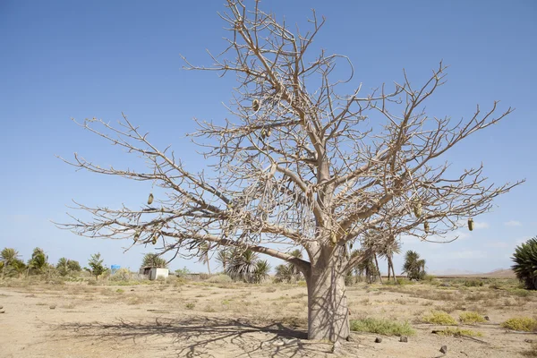 Afryka baobab — Zdjęcie stockowe