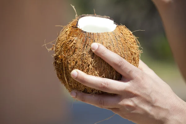 Verse kokosnoot — Stockfoto