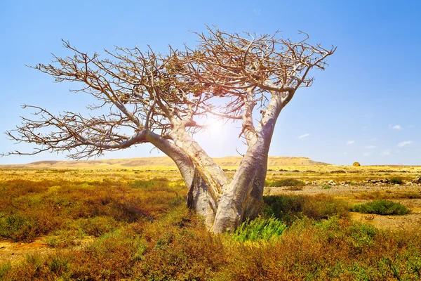 Afrikansk baobab — Stockfoto
