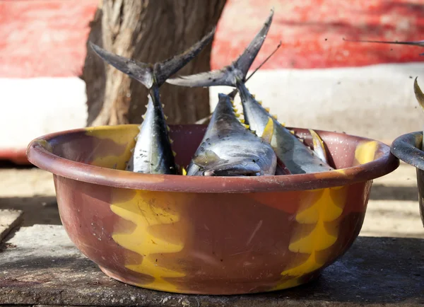 Żółty tuńczyka — Zdjęcie stockowe