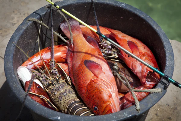 Lobster and red fish — Stock Photo, Image
