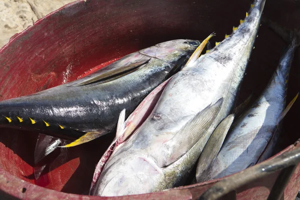Żółty tuńczyka — Zdjęcie stockowe