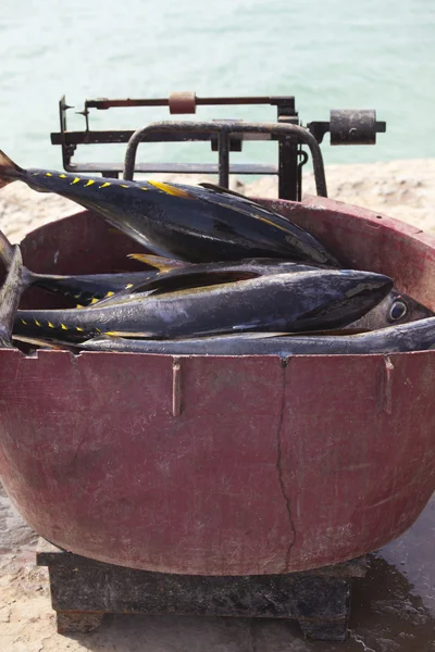 Yellow tuna fish — Stock Photo, Image