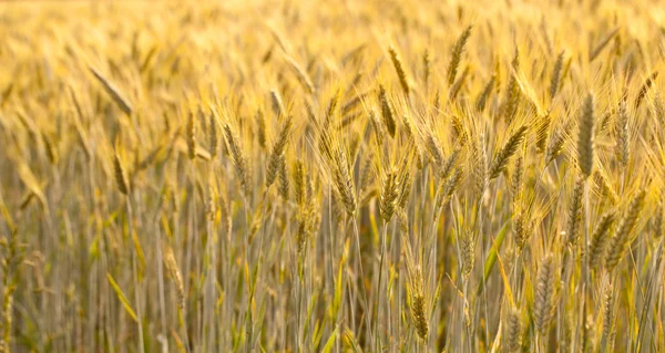 Campo de trigo — Foto de Stock