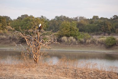 Fisheagle