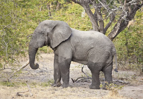 Elefant — Stockfoto