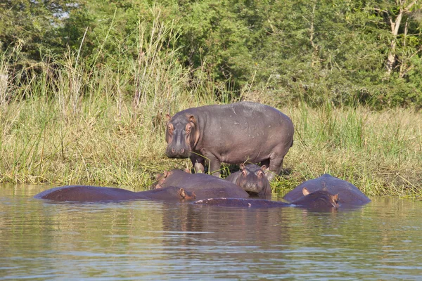 Hippo — Stok Foto