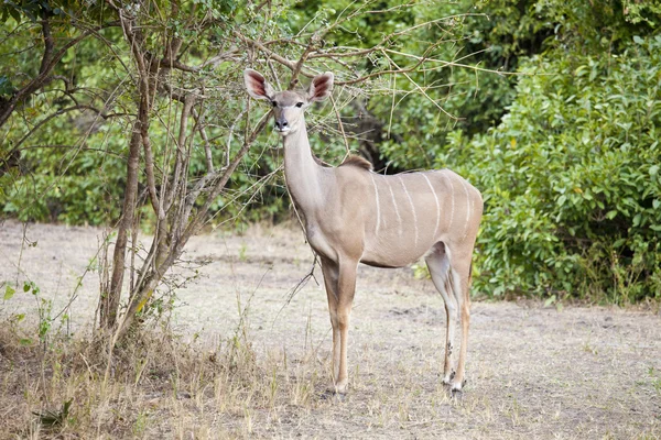 Impala selvagem — Fotografia de Stock