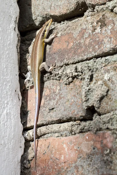 stock image African lizard