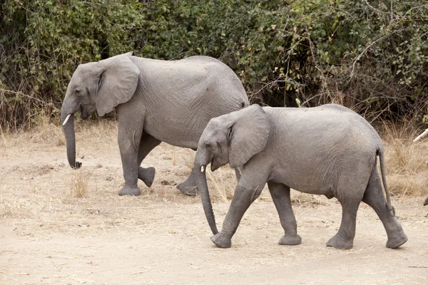 Elefant — Fotografie, imagine de stoc