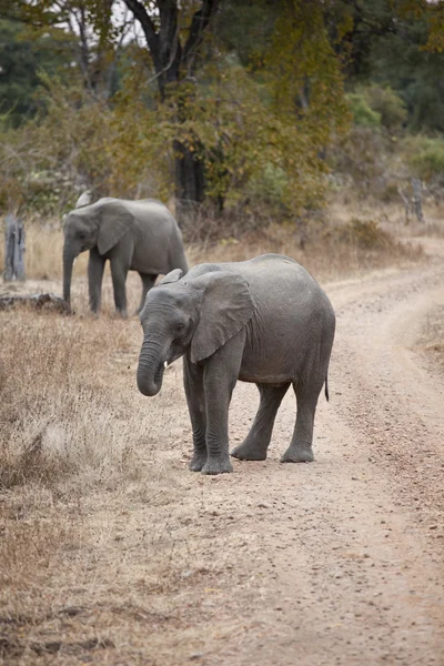 stock image Elephant