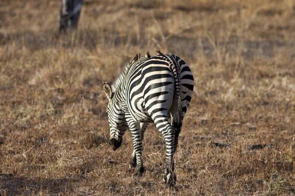 Zebra