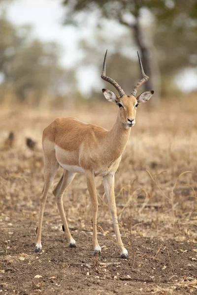 Gazelle — Stock Photo, Image