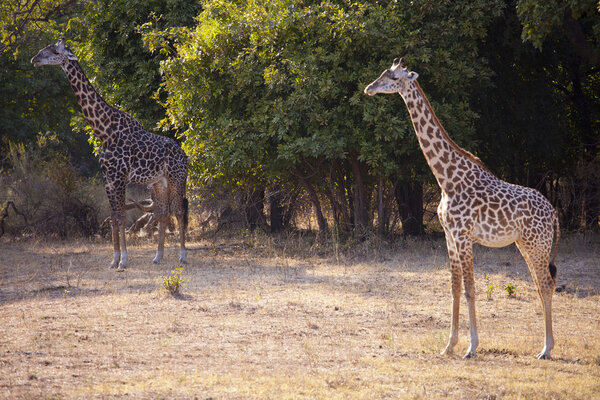 Two wild giraffe in the bush in Africa