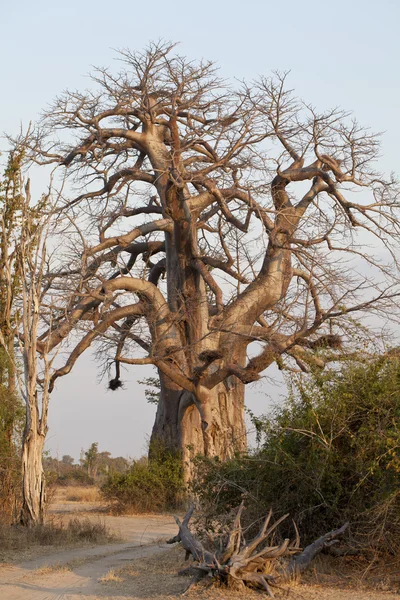 Дерево баобаба — стокове фото