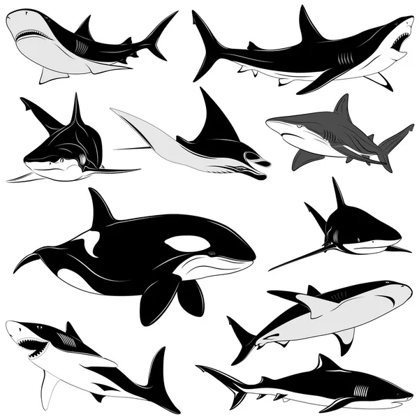 Набор различных акул, татуировка — стоковый вектор