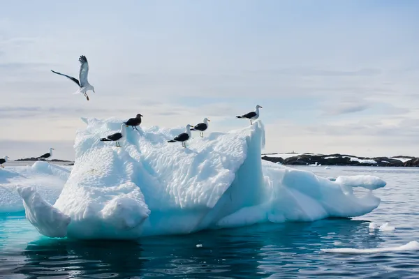 Чайки в Антарктиді — стокове фото