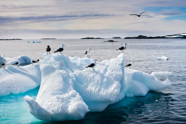 Чайки Антарктиды — стоковое фото